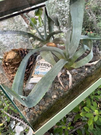 Mexická tequila a rostlina, bez níž by nevznikla - Weberova modrá agave