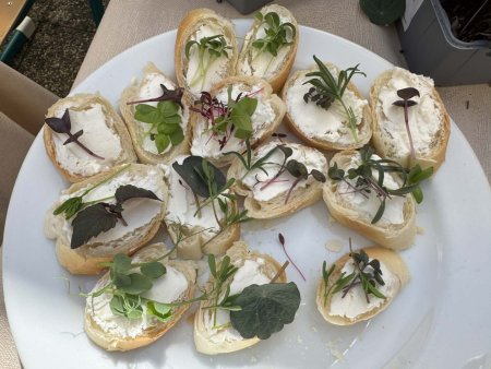 ochutnávka naklíčených semínek - microgreens