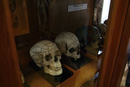 Pavěda zvaná frenologie